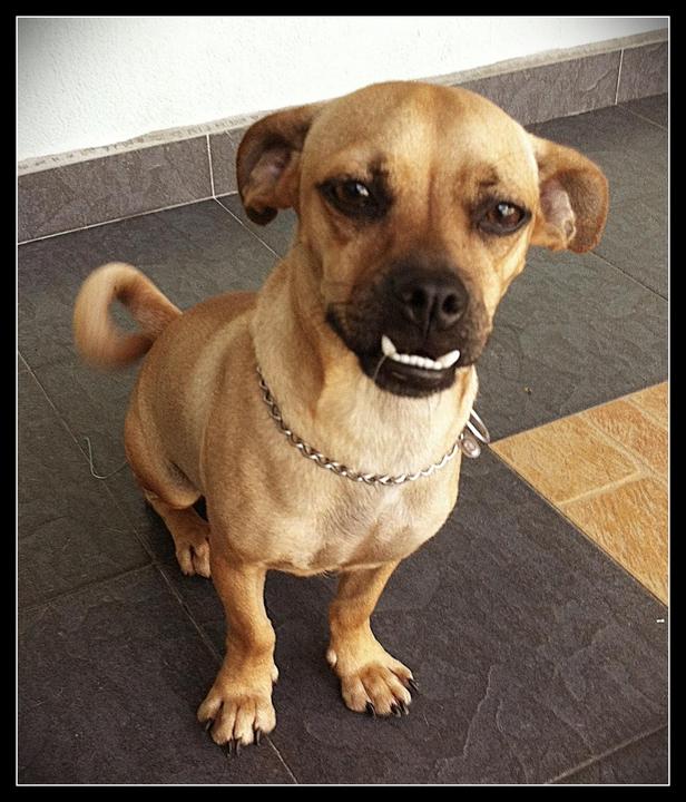 pug x mini pinscher pug miniature pinscher adopted 7 years 4 months lucas from petaling jaya pug x mini pinscher pug miniature pinscher adopted 7 years 4 months lucas from petaling jaya