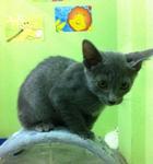 Russian Blue - Russian Blue Cat