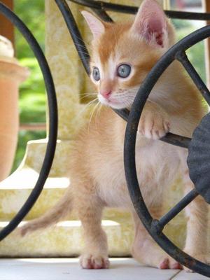Shinobi 3 Weeks Old Kitten - Domestic Short Hair Cat
