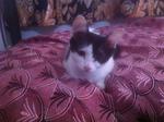 Pixie - Domestic Short Hair Cat