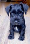Black Mini Schnauzer Puppy  - Schnauzer Dog