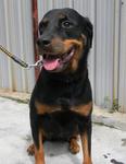 Fima - Rottweiler Dog