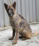 Stitch - German Shepherd Dog Dog