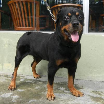 Tiger  - Rottweiler Dog