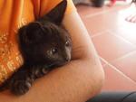 Mixed BSH-Jet Black - British Shorthair + Birman Cat