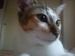 Adek - Domestic Medium Hair Cat