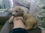 Abby - Poodle Dog