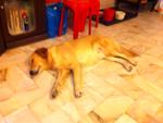 Jessice - Golden Retriever Dog