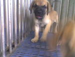 PF26495 - Bullmastiff Dog
