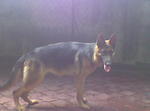PF26497 - German Shepherd Dog Dog