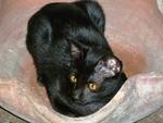 Kitty - Domestic Short Hair + Bombay Cat