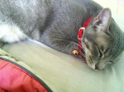 Huat - Domestic Short Hair + British Shorthair Cat