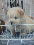 Quality Chow Chow Puppy#3 - Chow Chow Dog