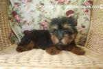 Silky Terrier Puppy (Mka) -litter 1 - Silky Terrier Dog