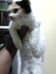 Kiki - Domestic Long Hair Cat