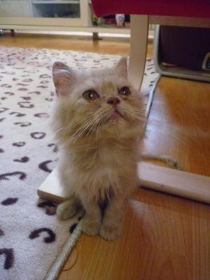 Toby - Domestic Long Hair Cat