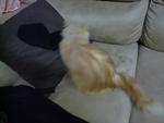 Toby - Domestic Long Hair Cat