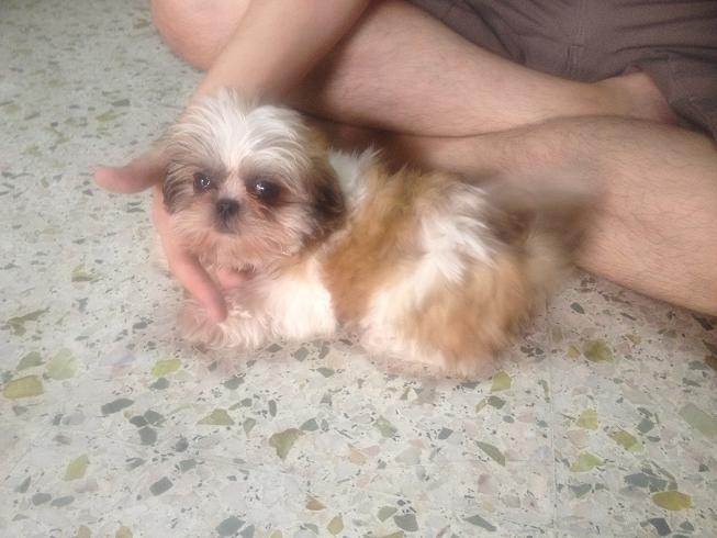petfinder shih tzu shih tzu puppies sold 6 years 5 months pf27135 from butterworth pulau pinang petfinder shih tzu shih tzu puppies sold 6 years 5 months pf27135 from butterworth pulau pinang