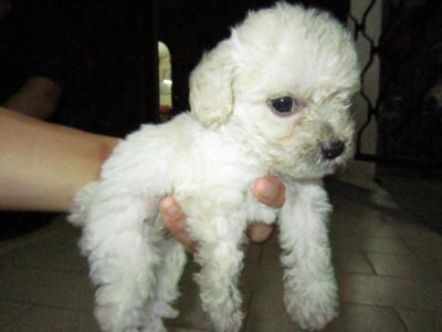 Poodle Puppies Sold - 4 Years, Tiny Toy Poodle White And Creamy from Petaling Jaya, Selangor - PetFinder.my - 27193-109961-l