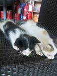 Snowy &amp; Xena - Domestic Medium Hair + Domestic Short Hair Cat