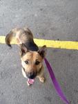 Poppy - German Shepherd Dog Mix Dog