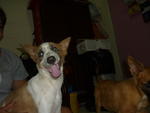 Gigi&amp;stich( Urgent Adoption ) - Mixed Breed Dog