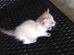 Little Nina  - Domestic Medium Hair + Domestic Short Hair Cat