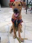 Mocha Boy at Adoption Drive