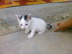 PF27688 - Domestic Medium Hair + Domestic Short Hair Cat