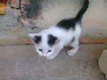 PF27688 - Domestic Medium Hair + Domestic Short Hair Cat