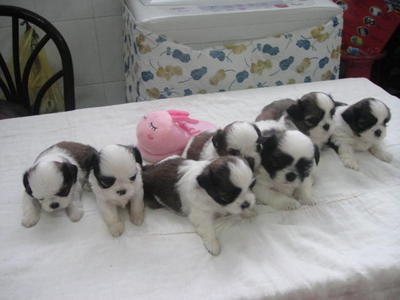 1 month shih tzu shih tzu puppies sold 1 month shih tzu from ipoh perak petfinder my 1 month shih tzu shih tzu puppies sold 1 month shih tzu from ipoh perak petfinder my