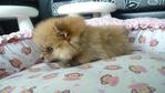 Tiny Thick Coat Pomeranian For Sale - Pomeranian Dog