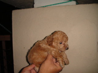  Toy Poodle  - Poodle Dog