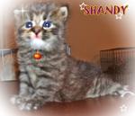 Shandy - Persian Cat