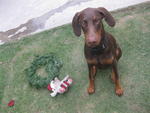 Lennox - Doberman Pinscher Dog