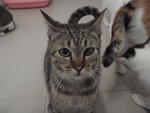 Emily - Domestic Short Hair Cat