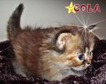 Cola - Persian Cat