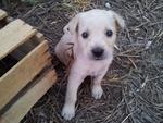 10 Adorable Puppies  - Mixed Breed Dog