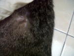 Blackey - Domestic Short Hair + Tabby Cat