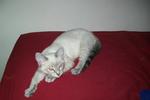 Klepto - Siamese + Domestic Short Hair Cat
