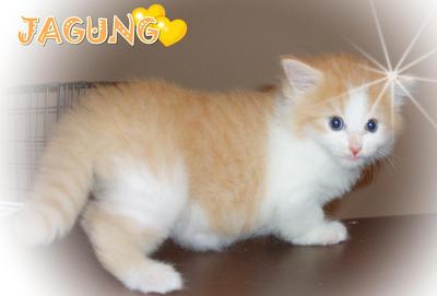 Jagung - Persian + American Curl Cat