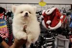 White Pomeranian Father Taiwan Impo - Pomeranian Dog