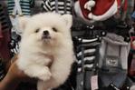 White Pomeranian Father Taiwan Impo - Pomeranian Dog