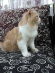Shemek - Persian Cat