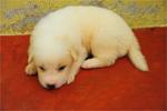 Two white puppies, both are females