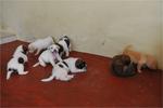 all puppies - two whites (females), three with spots(males) and two brownines(females)