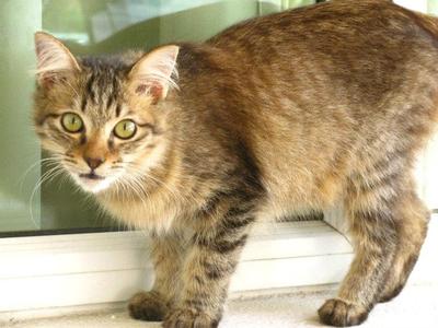 Koko Puff - Domestic Long Hair Cat