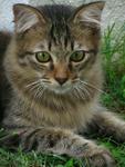 Koko Puff - Domestic Long Hair Cat