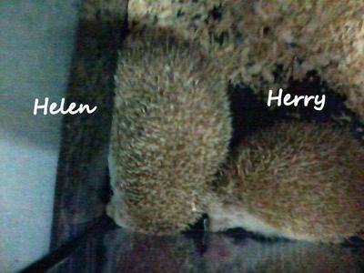 Herry &amp; Helen - Hedgehog Small & Furry