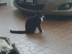 Tam &amp; Bulat - Domestic Short Hair Cat